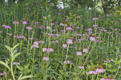 Purple Coneflower, Echinacia Purpurea