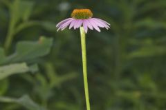 Purple Coneflower, Echinacia Purpurea