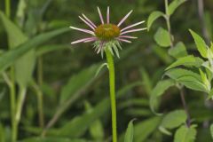 Purple Coneflower, Echinacia Purpurea