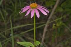 Purple Coneflower, Echinacia Purpurea