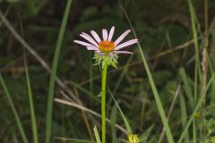Purple Coneflower, Echinacia Purpurea