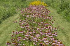 Purple Coneflower, Echinacia Purpurea