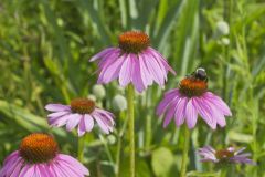Purple Coneflower, Echinacia Purpurea