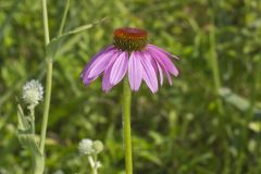 Purple Coneflower, Echinacia Purpurea