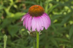 Purple Coneflower, Echinacia Purpurea