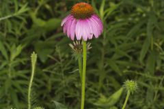 Purple Coneflower, Echinacia Purpurea