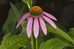 Purple Coneflower, Echinacia Purpurea
