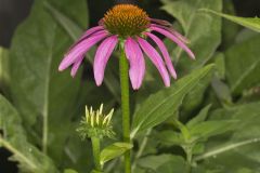 Purple Coneflower, Echinacia Purpurea