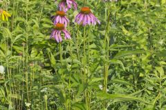 Purple Coneflower, Echinacia Purpurea