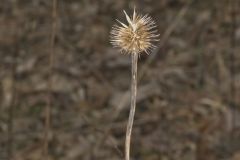 Purple Coneflower, Echinacia Purpurea