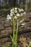 Purple Cress, Cardamine douglassii