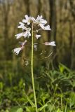 Purple Cress, Cardamine douglassii
