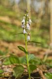 Purple Cress, Cardamine douglassii