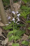 Purple Cress, Cardamine douglassii
