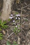 Purple Cress, Cardamine douglassii