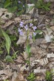 Purple Cress, Cardamine douglassii