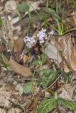 Purple Cress, Cardamine douglassii