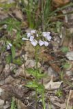Purple Cress, Cardamine douglassii