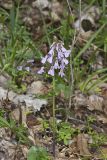 Purple Cress, Cardamine douglassii