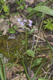 Purple Cress, Cardamine douglassii