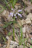 Purple Cress, Cardamine douglassii