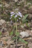 Purple Cress, Cardamine douglassii