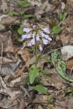 Purple Cress, Cardamine douglassii