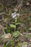 Purple Cress, Cardamine douglassii
