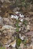 Purple Cress, Cardamine douglassii