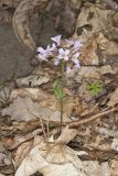 Purple Cress, Cardamine douglassii