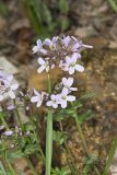 Purple Cress, Cardamine douglassii