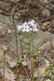 Purple Cress, Cardamine douglassii