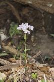 Purple Cress, Cardamine douglassii