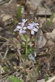 Purple Cress, Cardamine douglassii