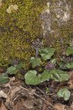 Purple Cress, Cardamine douglassii