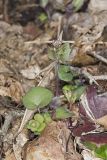 Purple Cress, Cardamine douglassii