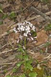 Purple Cress, Cardamine douglassii