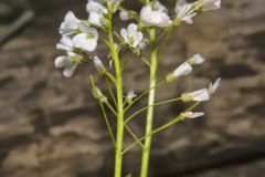 Purple Cress, Cardamine douglassii
