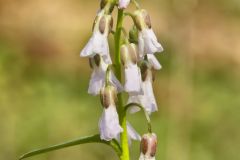 Purple Cress, Cardamine douglassii