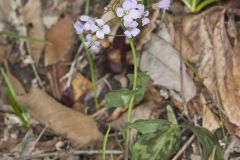 Purple Cress, Cardamine douglassii