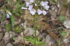 Purple Cress, Cardamine douglassii