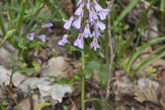 Purple Cress, Cardamine douglassii