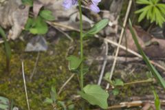 Purple Cress, Cardamine douglassii