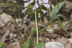 Purple Cress, Cardamine douglassii