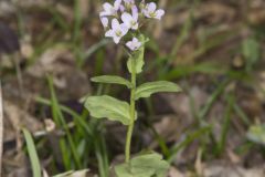 Purple Cress, Cardamine douglassii