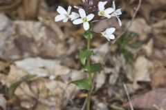 Purple Cress, Cardamine douglassii
