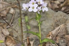 Purple Cress, Cardamine douglassii