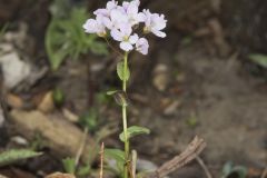 Purple Cress, Cardamine douglassii