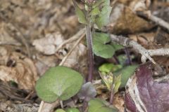 Purple Cress, Cardamine douglassii