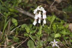 Purple Cress, Cardamine douglassii